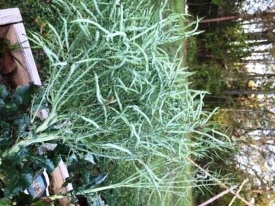 Feeding Pollinators with Brassica Flowers Image